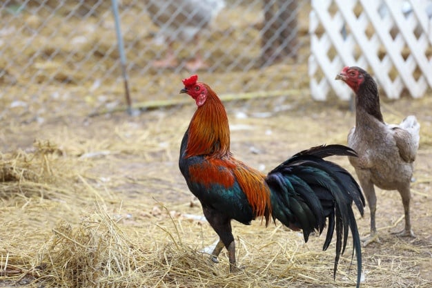 หลักในการปล่อยไก่ก่อนชน ให้เป็นมงคลโดยต้องหันหน้าไก่ให้ถูกทิศ