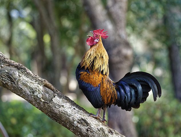 ประเภทของไก่งาม ฉบับตำราไก่ชนไทย